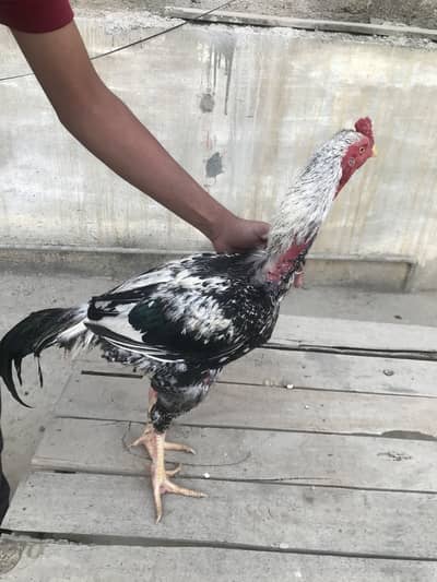 3 Aseel 1 misri Murgha