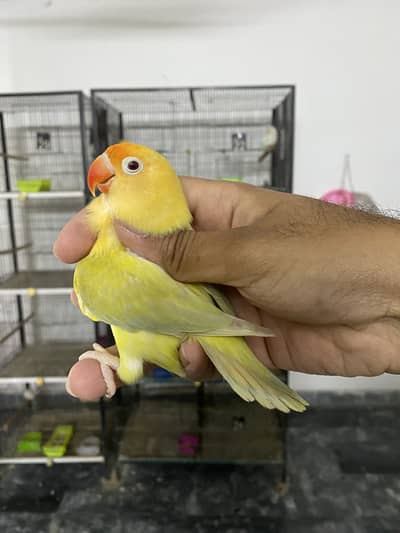 Lovebirds available for sale