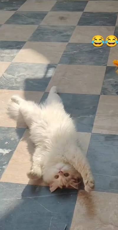 Persian cat