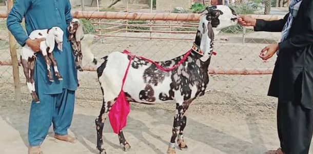 2 Bacchon Ka Sath Desi Bakri For Sale call _03221442364