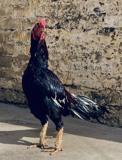 lasani aseel old bloodline for sale