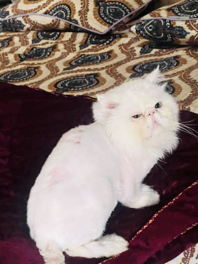 Peki face Cfa bloodline blue eyes breeder male