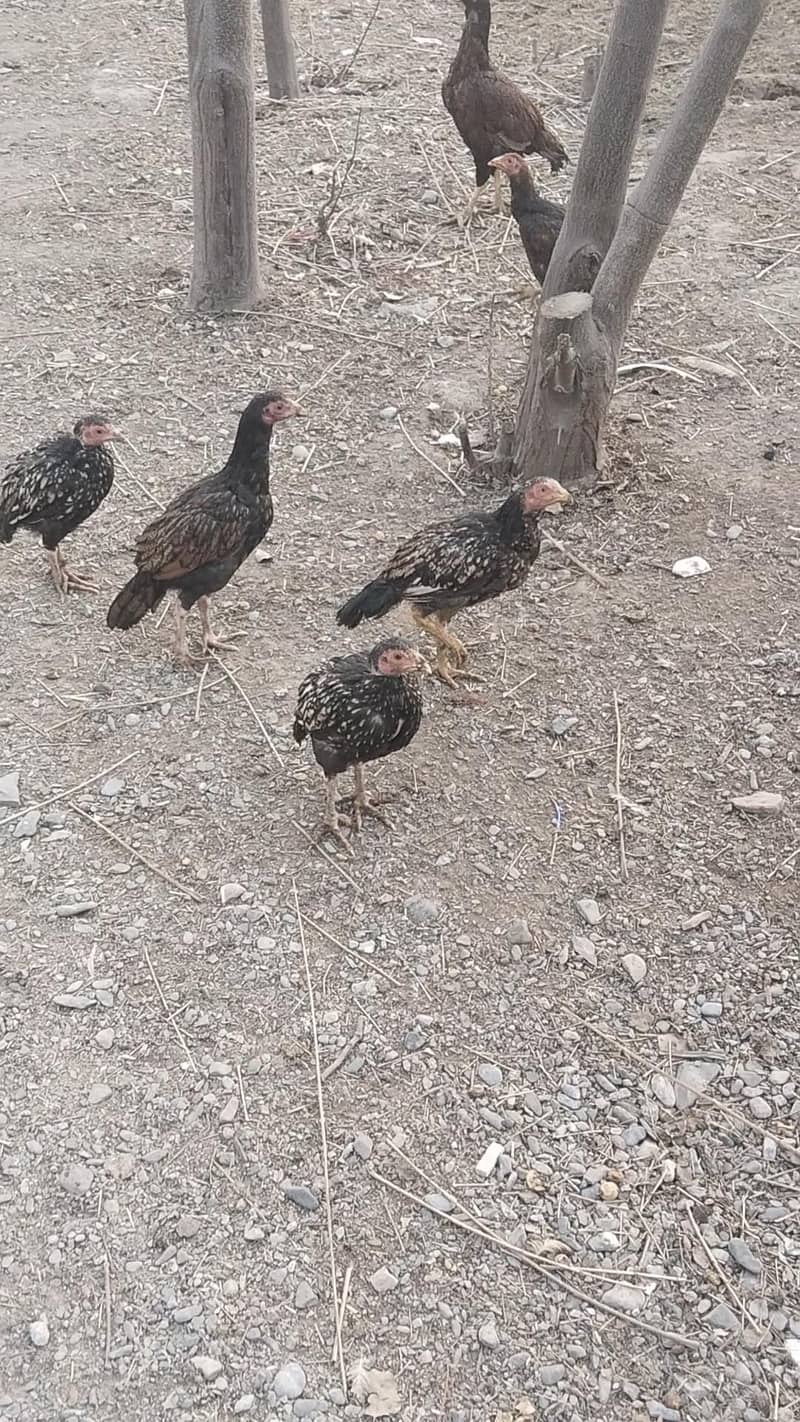 اصیل پٹھے فار سیل 0