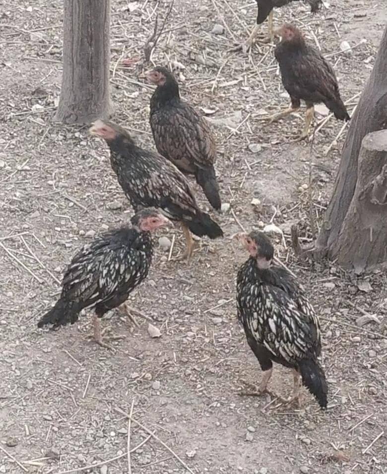 اصیل پٹھے فار سیل 1