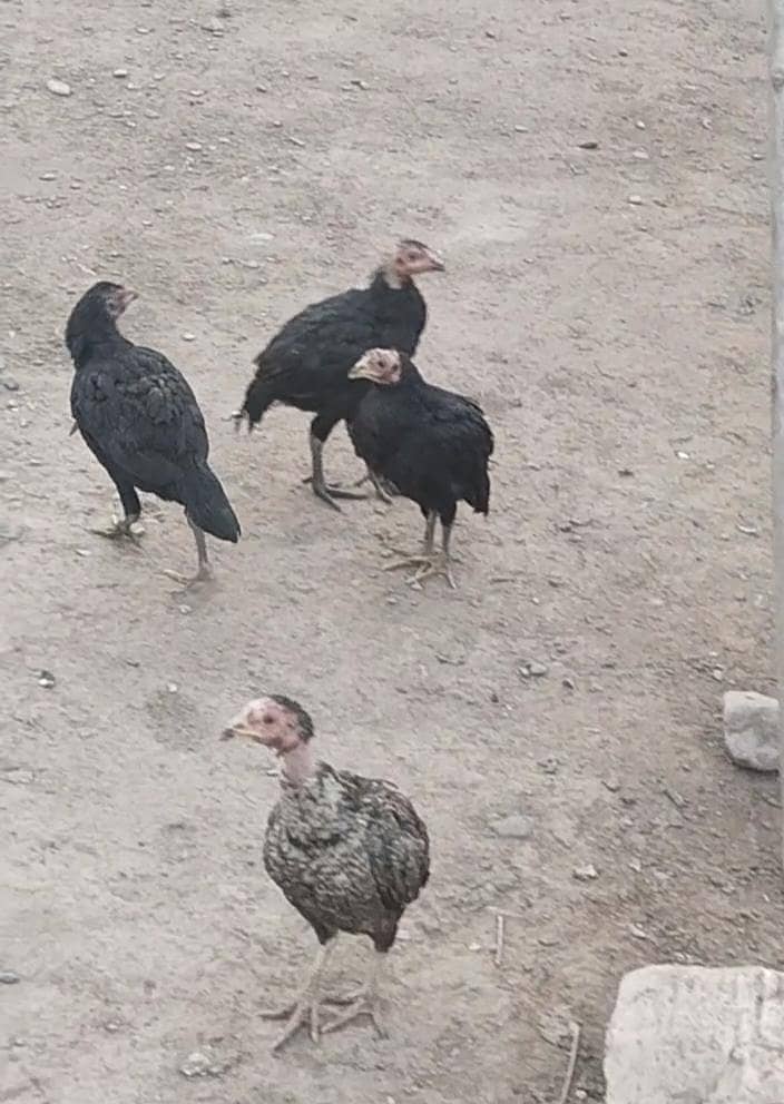 اصیل پٹھے فار سیل 2