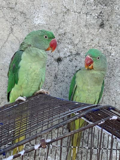 Raw parrots