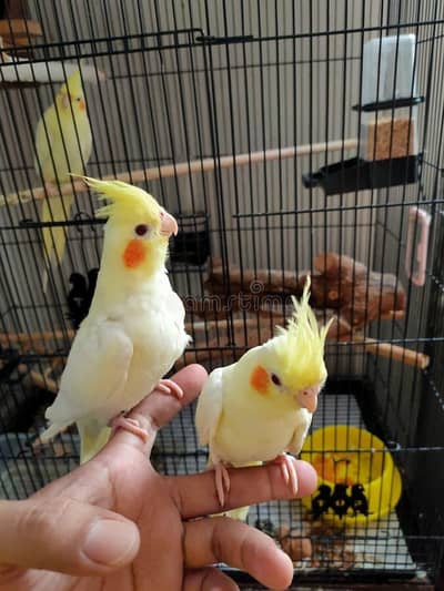 Cocktail Breeder Pair