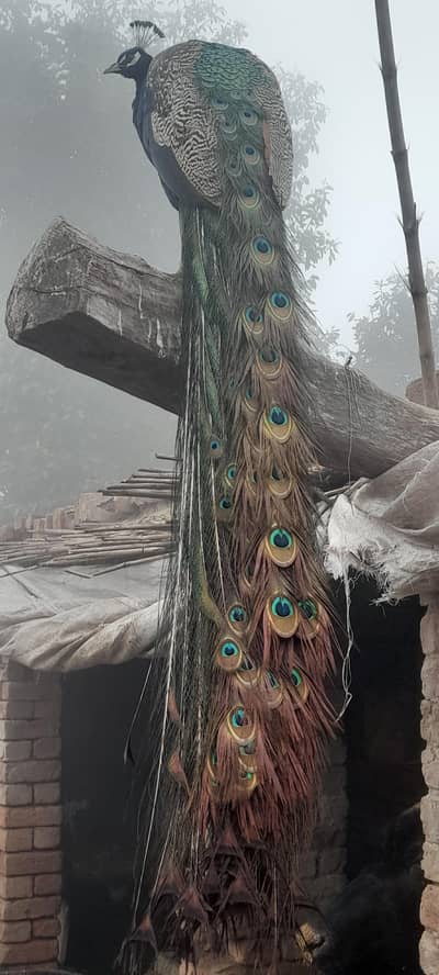 نایاب نر مور برائے فروخت