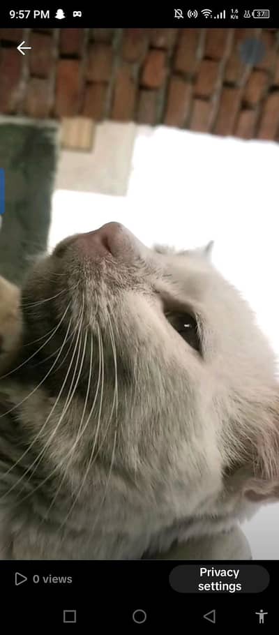 white Persian cat for sale in less price