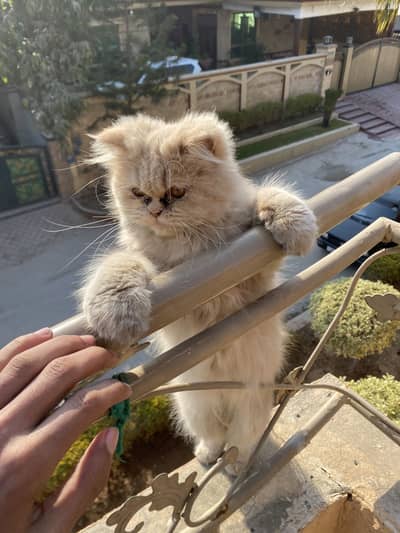 Brown persian female cat