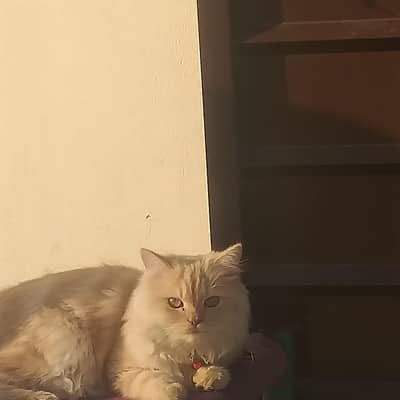 persian cat for sale