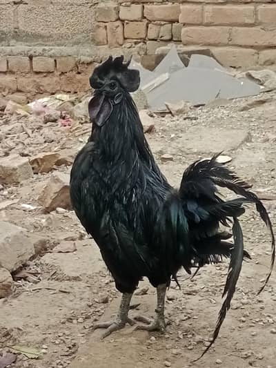 ayam cemani pair, brahma, desi hens