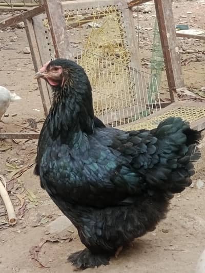brahma blue, black and  desi hens