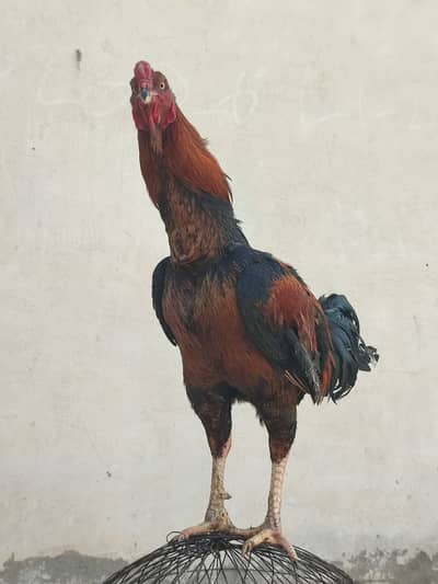 Aseel Kandahari Chicken for Sale – Healthy & Active