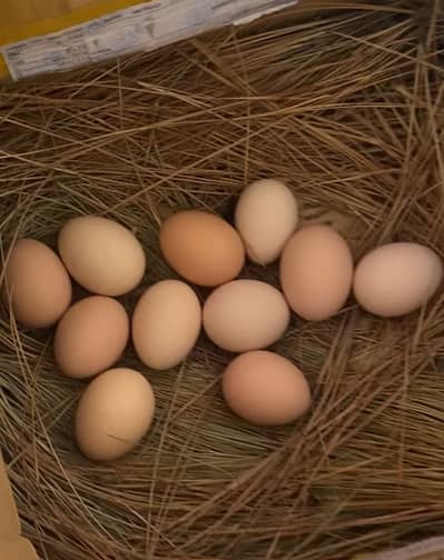 Dasi Eggs for Sale (500 rs Dargan)