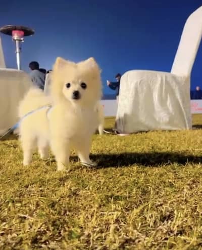 Zero size pomeranian pair pedigreed up for sale