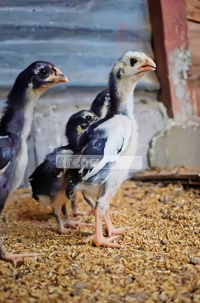 aseel sindhi chicks for sale