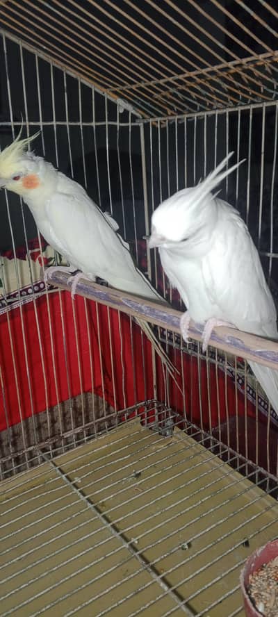 Eno white cocktail and Eno cross grey cocktail