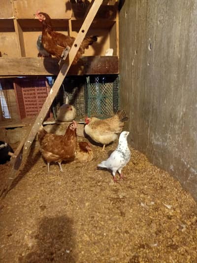 7 murghi 8 kbotr 3 rabbit