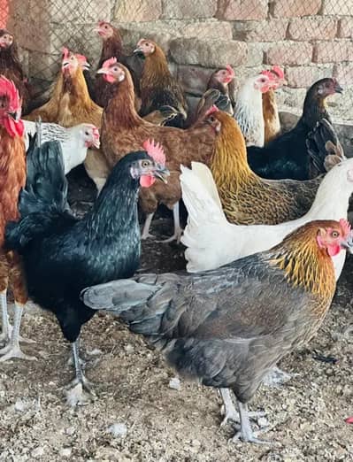 golden murgheya eggs layng  4pice Murgha 2pice   Rs. 8000