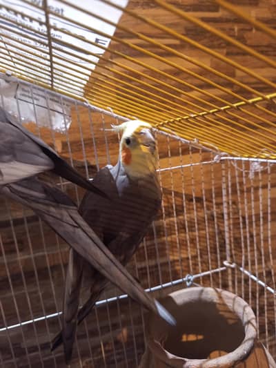Grey cockatiel 2 male 1.5 years