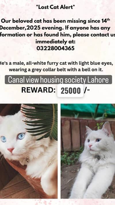 White Persian cat | Blue eyes | Triple coat | Find my cat