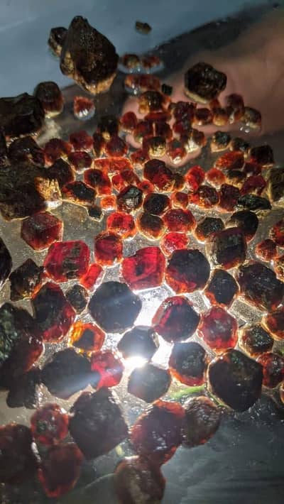 garnet tamra yaqoot