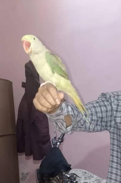 Raw parrot with cage