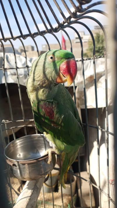 Raw parrot with cage