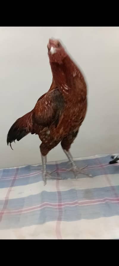 aseel thai cross patha healthy active 0319-6643103