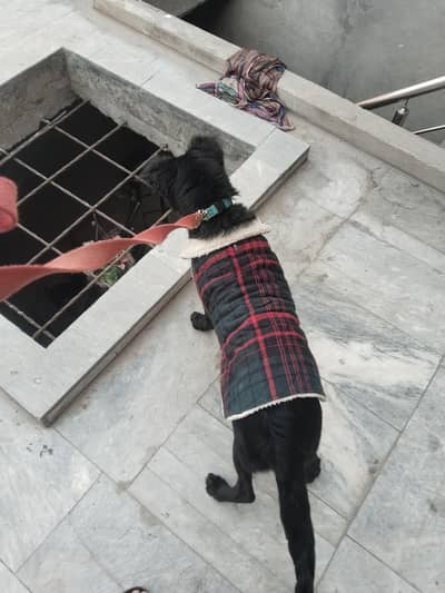 femail.  black  german shafad   look buatifull