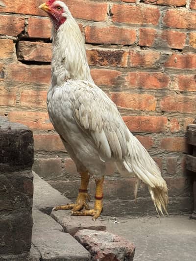 Pure Aseel Heera Murga