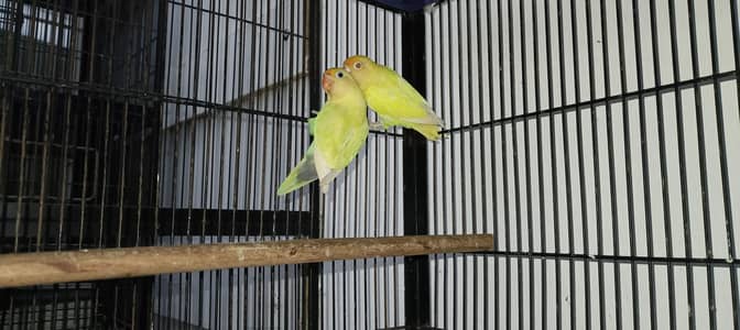 Lovebird breeder pair with DNA card