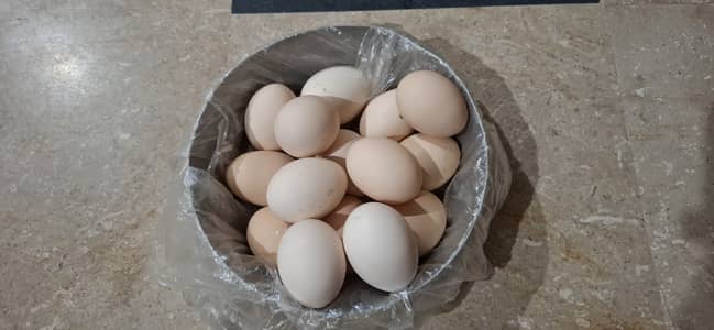 Golden misri fertile eggs l Desi eggs l Free range eggs l Healthy eggs