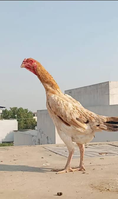 aseel shamo / shamo female / shamo / shamo chicks / chicks / aseel