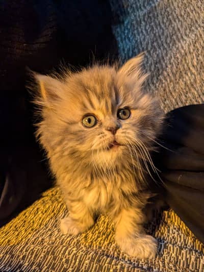 Siberian punch face kittens for sale for good families