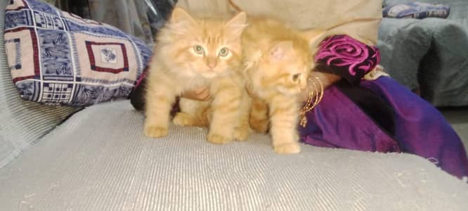Persian kittens
