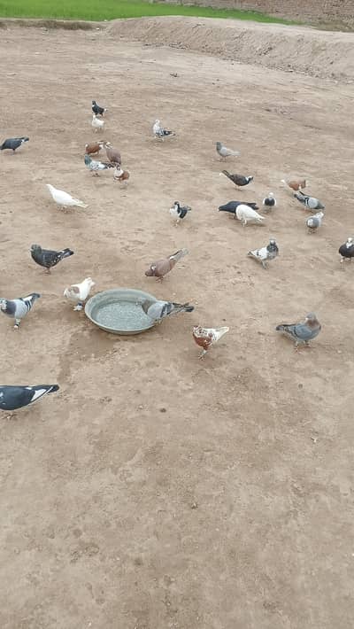 pigeons