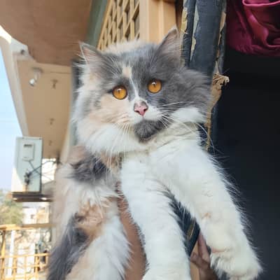 Persian calico cat litter trained 2 year  0-3-1-3-6-8-7-1-5-3-4