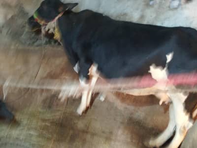 cow 5 kg milk par day