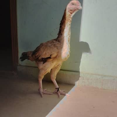 aseel murge Abe kurak  khatam Kar rahe ha