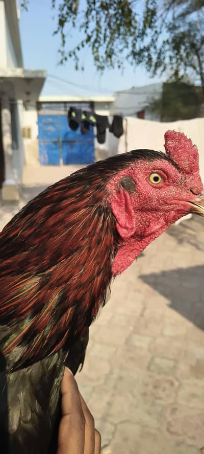 Top Bloodline Aseel Sindh Breeder | Heavy Bone Structure | Available