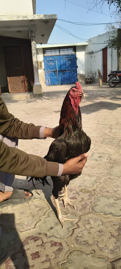 Top Bloodline Aseel Sindh Breeder | Heavy Bone Structure | Available