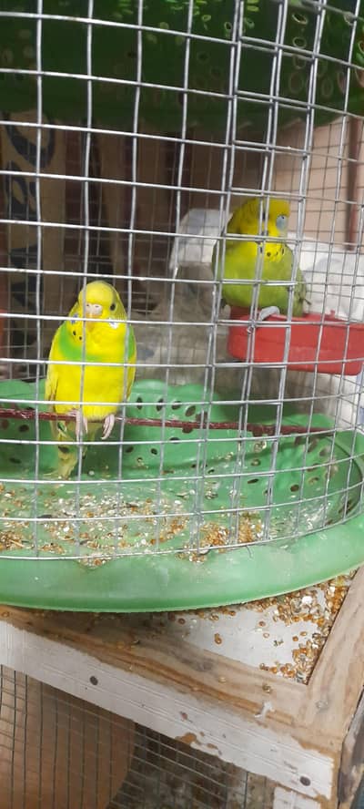 Australian budgie pair