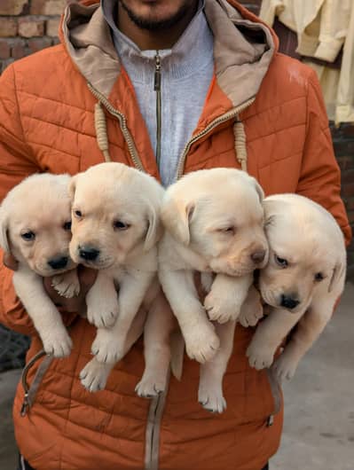 Purebreed Labrador Retriever Puppy