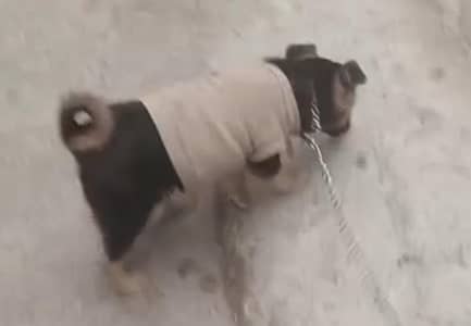 pappy  : contact no 03254456409 my what's up