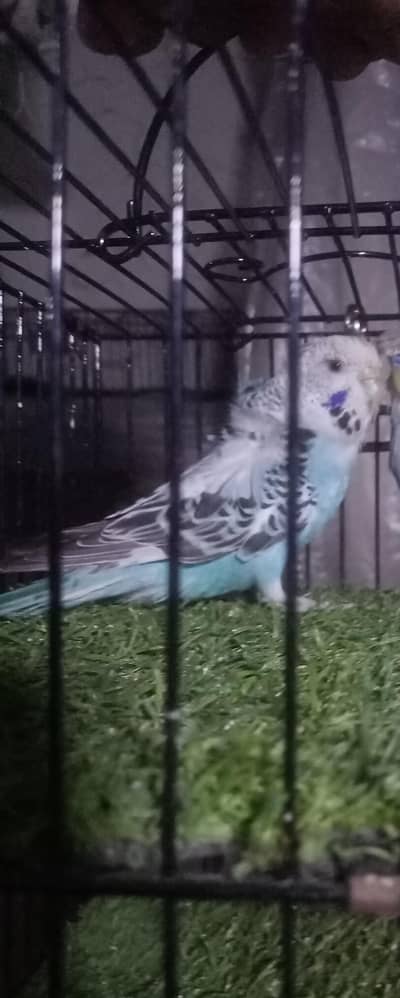 Hogoromo Disturb flower Female