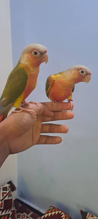 Pineapple Conure