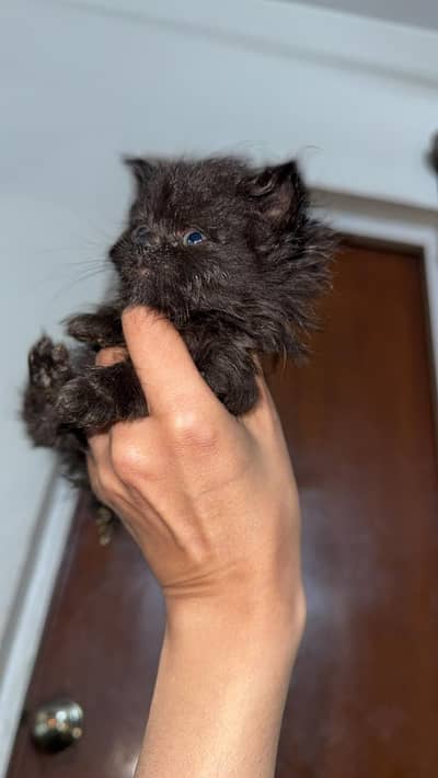 hand size cute fluffy beauty semi-punch persian