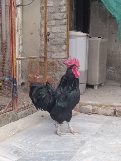 australop pair/australop hen/australorp pair/australorp hen
